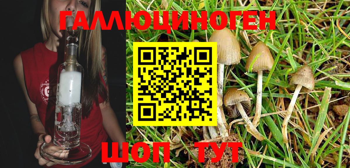 Галлюциногенные грибы Psilocybe  Вход с VPN  Тихорецк  Галлюциногенные грибы мицелий 